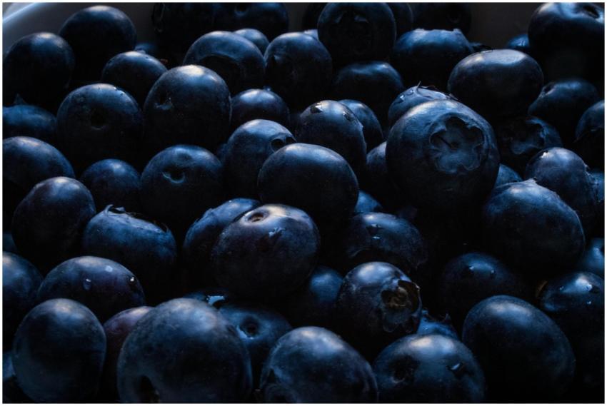A detailed close-up of fresh blueberries showcasin