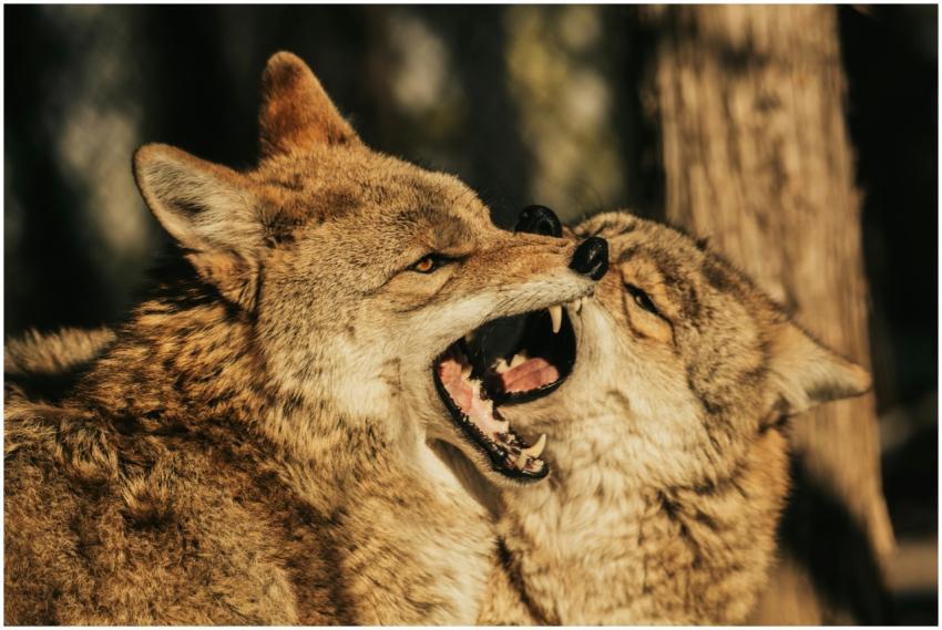 Two coyotes playfully engage, showcasing natural b