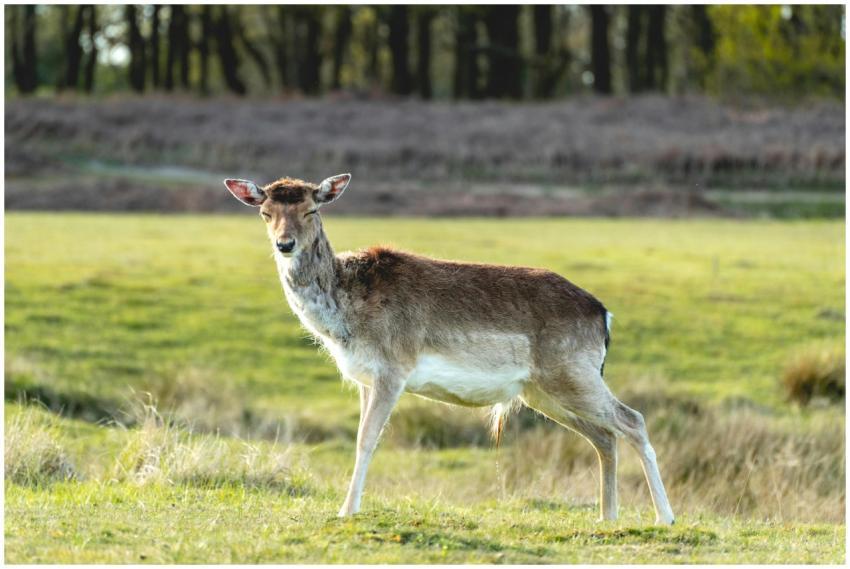 A peaceful deer standing in a verdant grassland ne