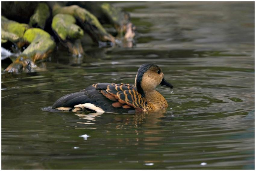Whistling Duck Swimming Tranquil