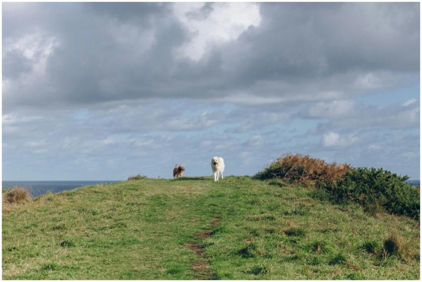 Two dogs on a grassy hilltop with cloudy skies, en