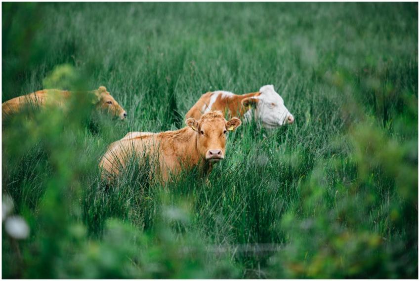Cows resting in a verdant Irish field, showcasing