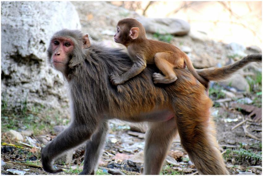 A mother macaque with her baby riding on her back,