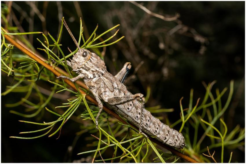 Detailed macro shot of a brown grasshopper perched