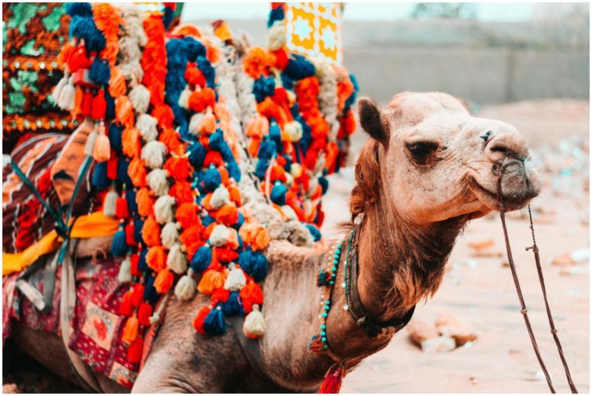 Vibrant camel adorned with colorful tassels in a s