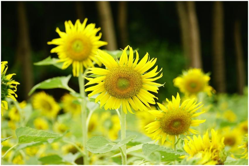 A field of bright yellow sunflowers blooming under