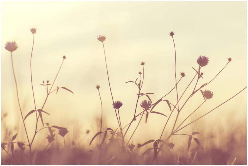 Elegant silhouette of flowers against a soft twili