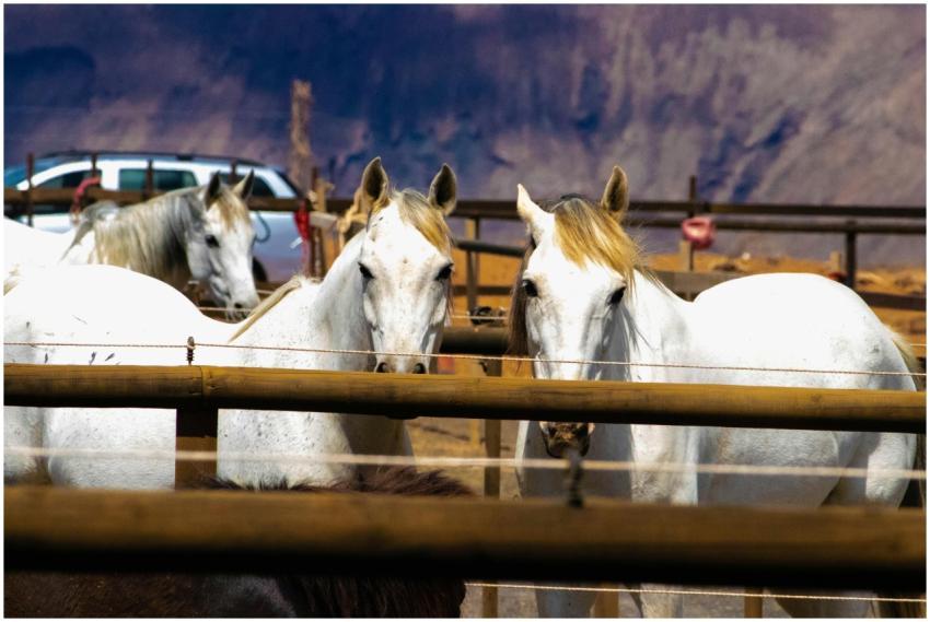 White horses in a paddock with a rustic backdrop i