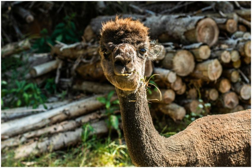 A brown alpaca with a trimmed coat stands in front