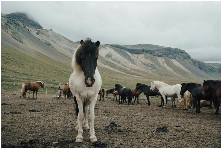 A herd of Icelandic horses grazing in a stunning v