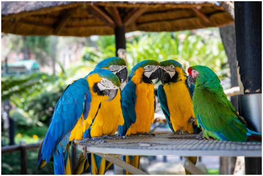 A vibrant group of macaws perched outdoors, showca