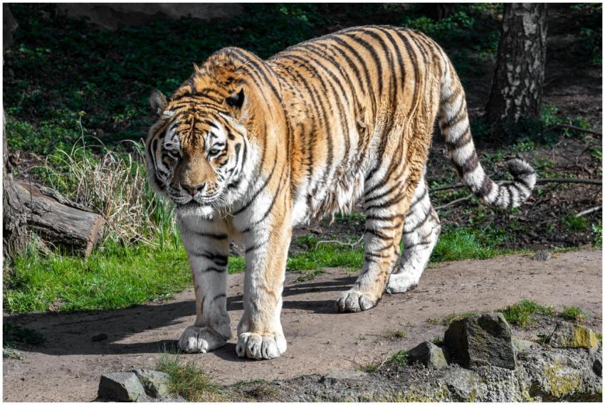 Close-up of an Amur tiger walking in Leipzig Zoo,