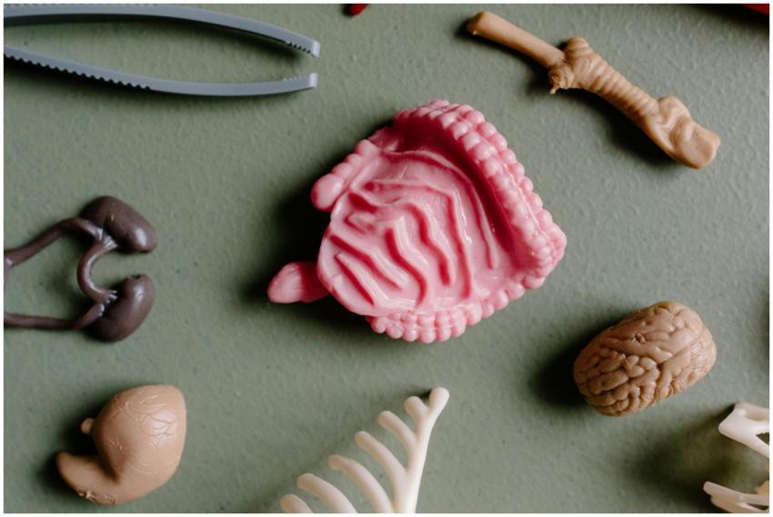 Flat lay of various educational plastic anatomy mo