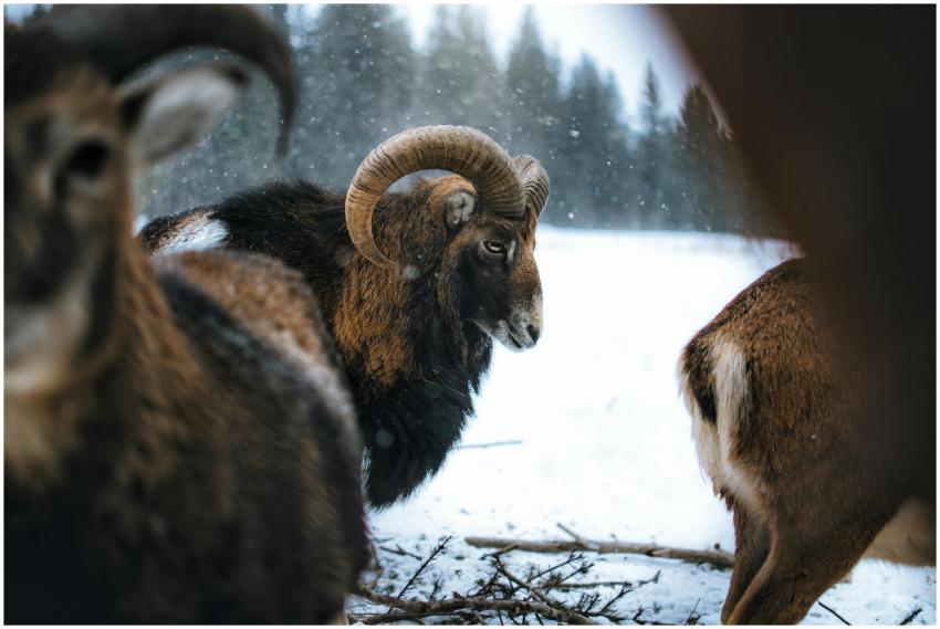 Close-up of a majestic mouflon in a snow-covered l