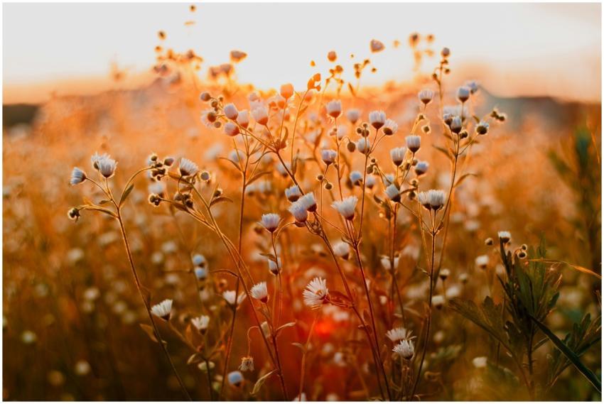 Field of wildflowers glowing in the golden hour su