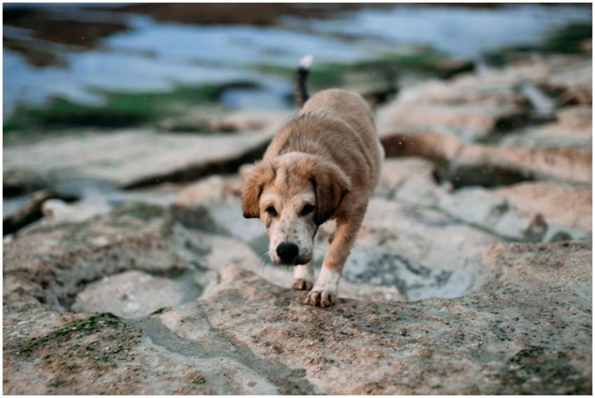 A lively dog enjoys a stroll on a rocky beach. Per