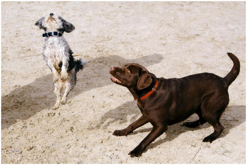 Two dogs playfully jumping and interacting on a sa