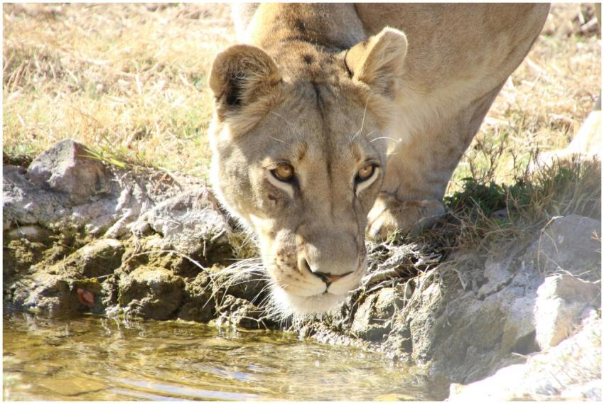 A lioness drinks water from a pond in the Bosveld,