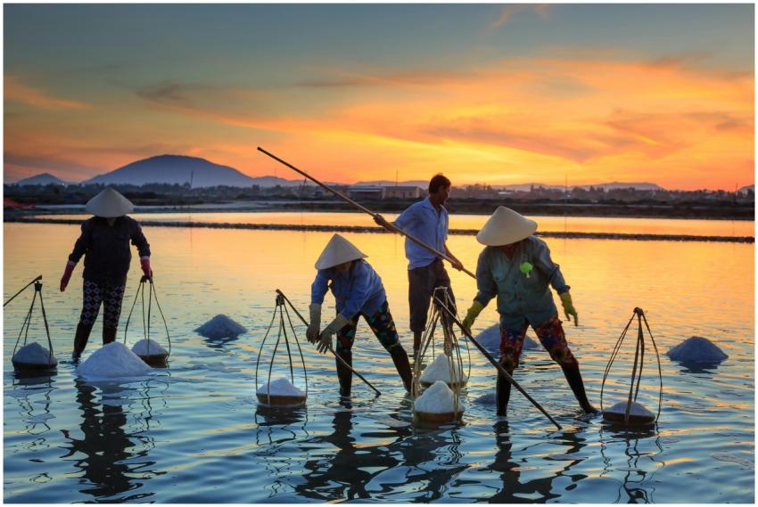 Workers gather salt in a serene sunset setting, re