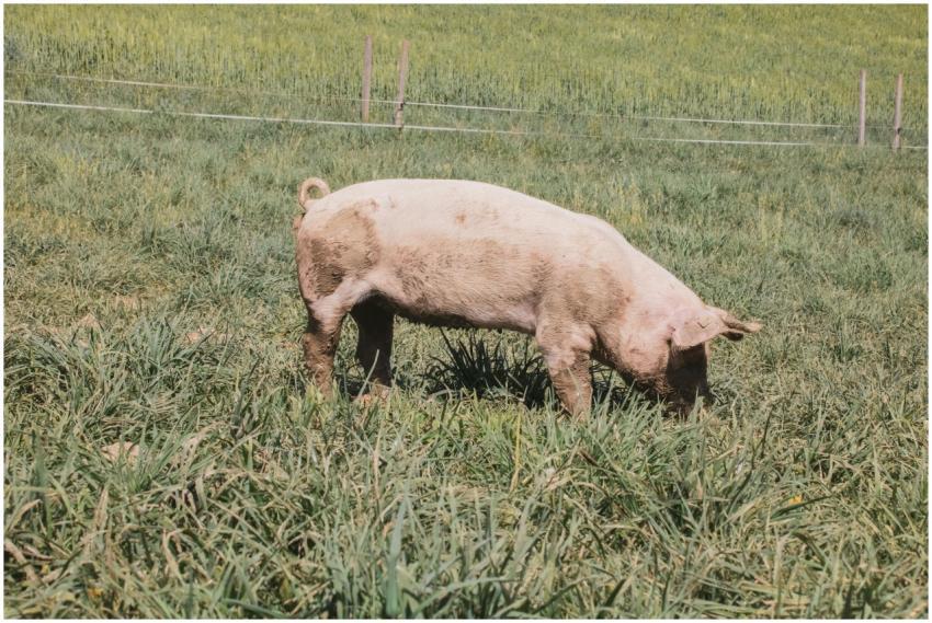 A pig feeding on lush green grass in a Zurich fiel