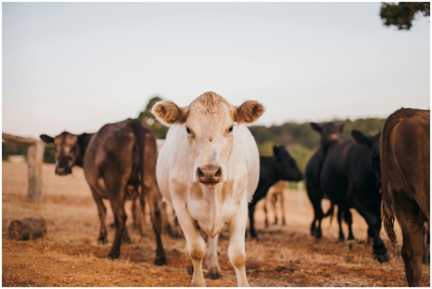 A herd of cows in a rural setting, showcasing the
