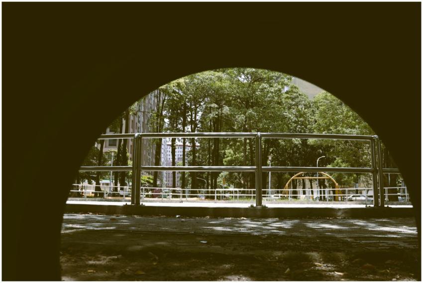 Explore this unique urban perspective of a tree-li