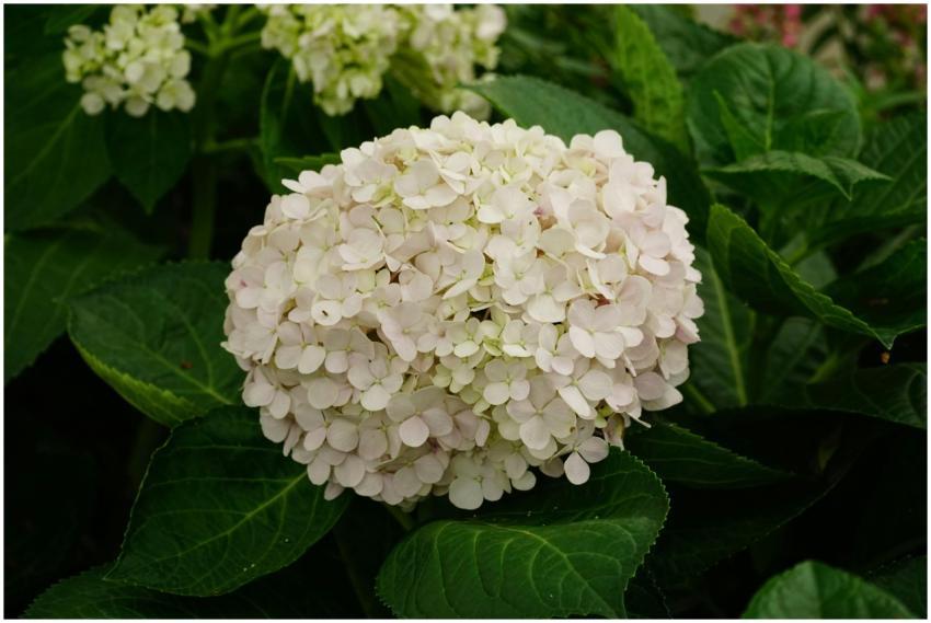 A beautiful white hydrangea in full bloom surround