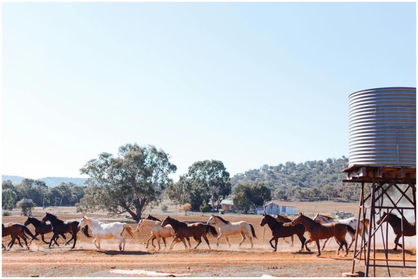 Herd of wild horses running freely in a vast count