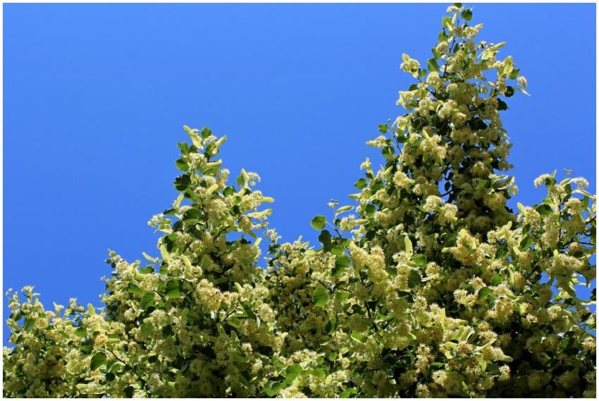 Lush linden tree with white blossoms under a vibra