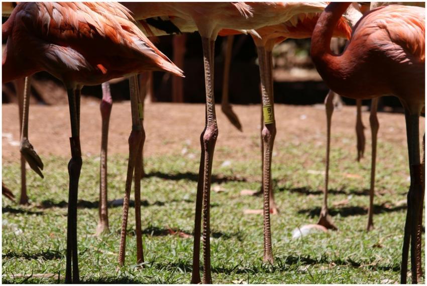 A group of vibrant flamingos with long legs standi