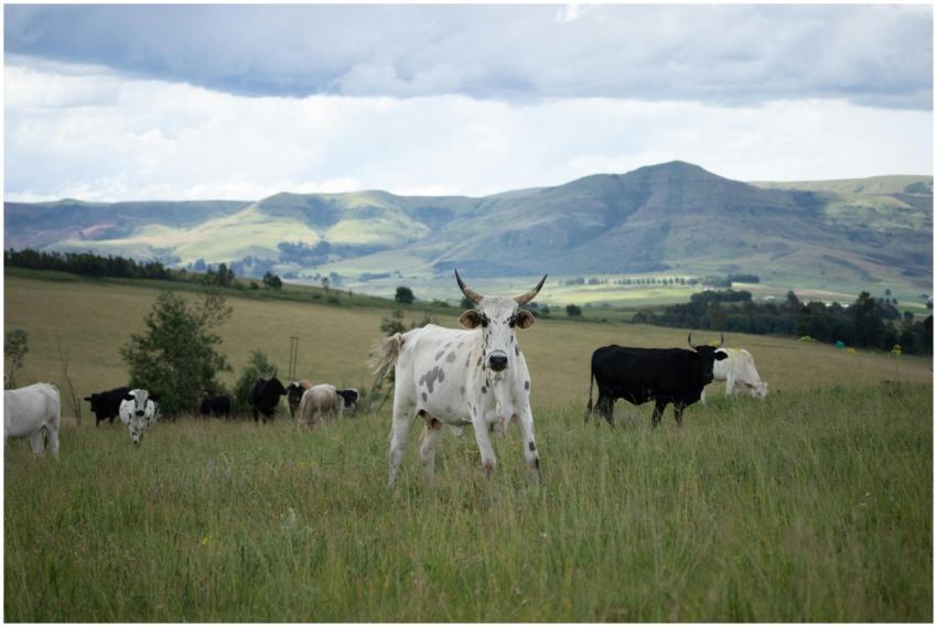 Nguni cattle grazing in a picturesque field with r