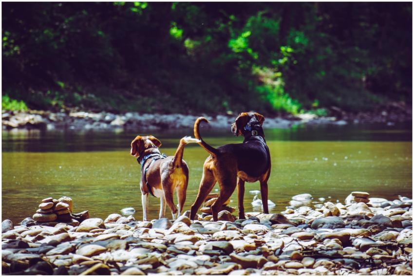 Two dogs enjoying nature by a calm river with rock