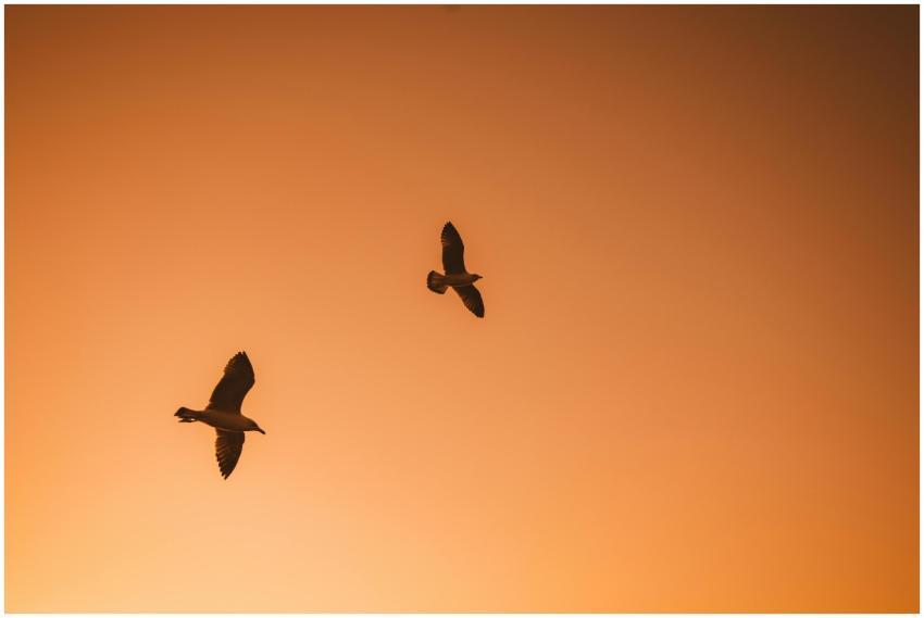 Two seagulls gracefully flying in silhouette again