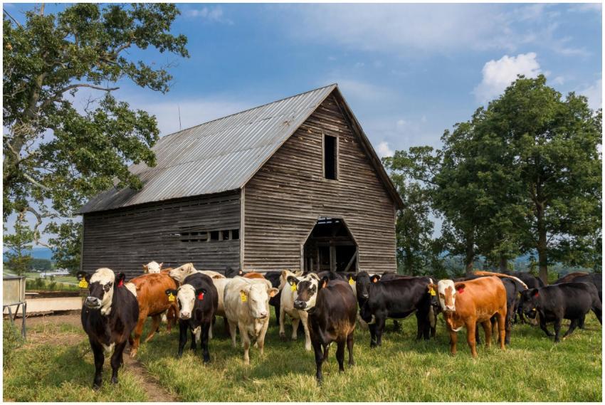 Scenic view of a barn with a herd of cows on a far