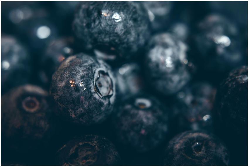 A close-up shot of fresh, juicy blueberries highli