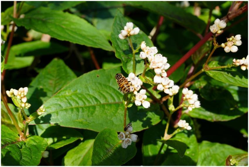 Free stock photo of autumn, langscape, leisure lif