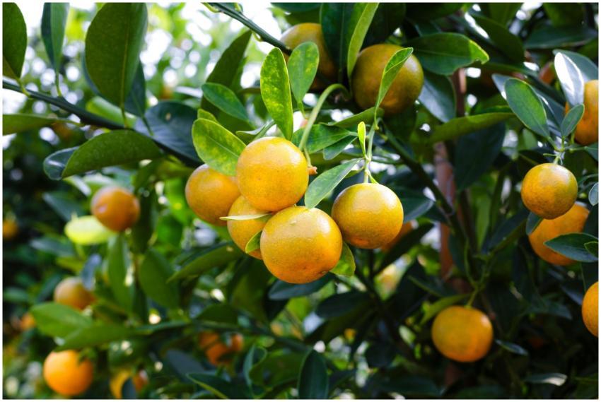 Vibrant oranges on a citrus tree showcasing fresh,