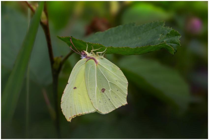 Detailed shot of a Brimstone butterfly resting on