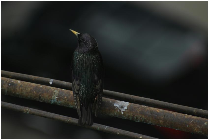A European Starling perched on a rusty pipe, captu