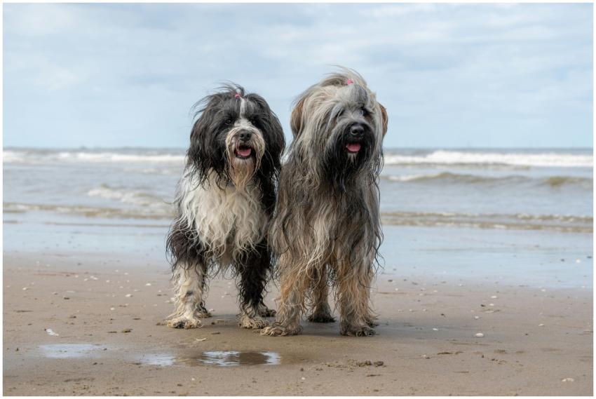 Two Tibetan Terrier dogs enjoying a playful day on