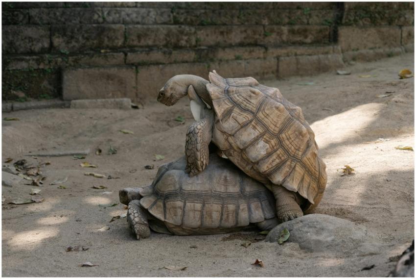 Two tortoises mating on a sandy surface surrounded