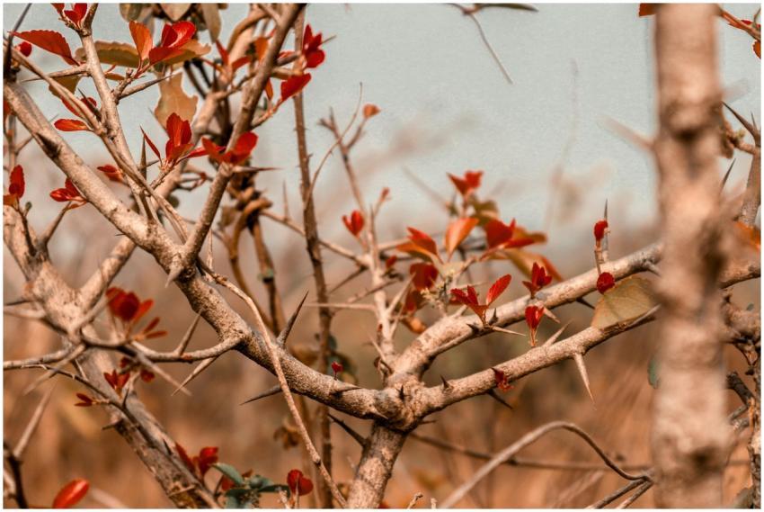 A detailed shot of thorny branches and red leaves,