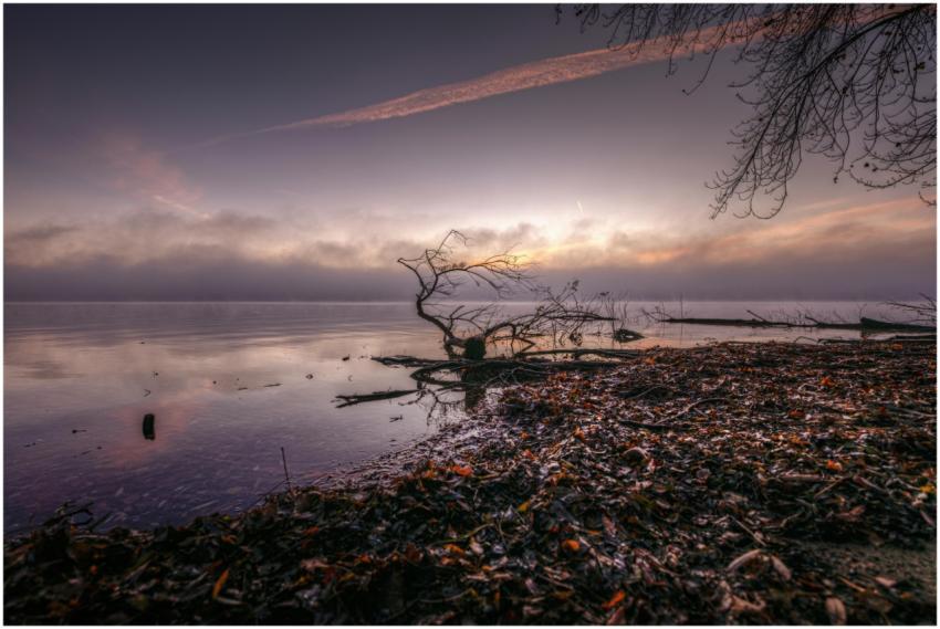 Serene misty lake panorama at dawn with a barren t