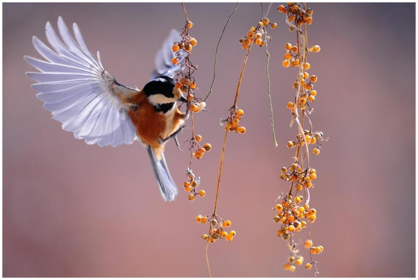 A sparrow mid-flight interacting with orange berri