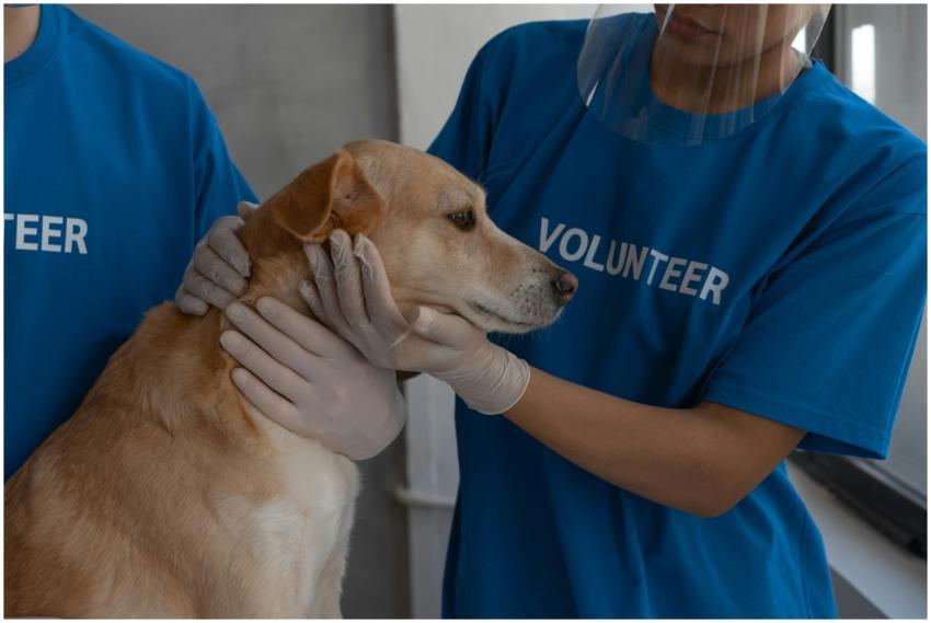 Volunteers in protective gear providing medical ca