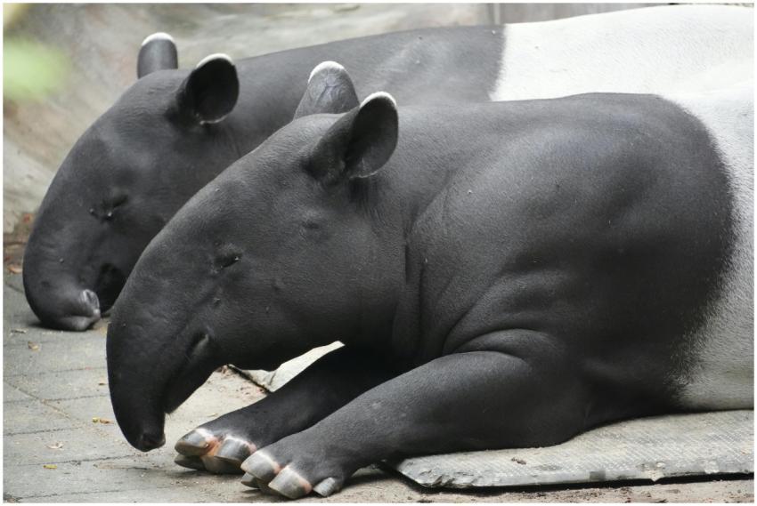 A pair of Malayan tapirs lying down, showcasing th