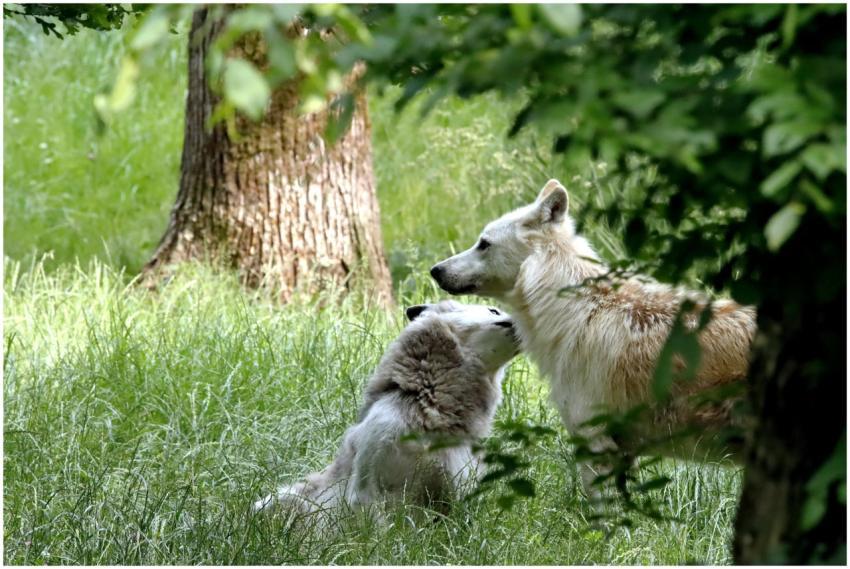 Two wolves engage in a tender interaction amidst a