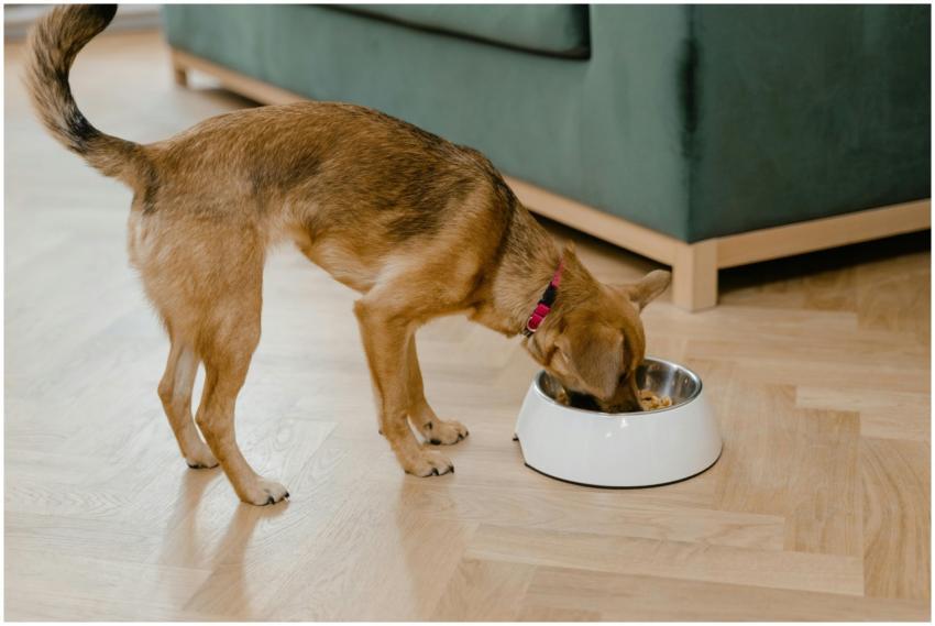 A small brown dog enjoys a meal from its bowl indo