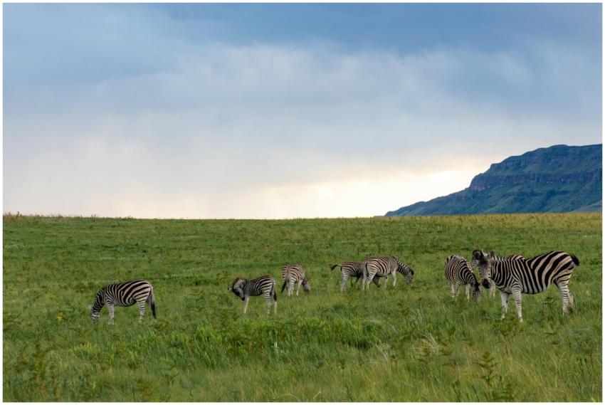 A herd of zebras graze in a lush grassland, surrou