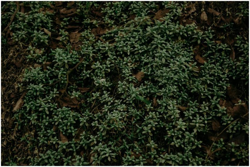 Dark, atmospheric ground cover with lush green pla